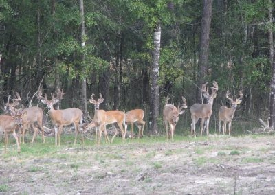 Deer in Alabama