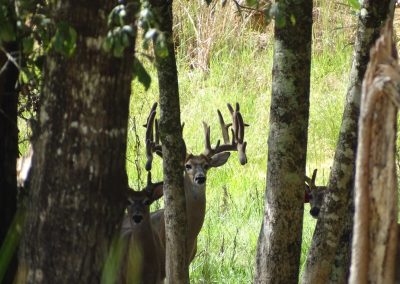 Porterhouse Whitetails Alabama Hunting Camp Resort
