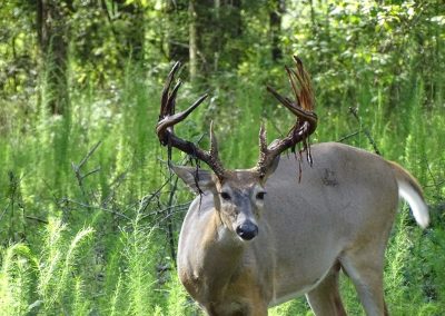 Porterhouse Whitetails Alabama Hunting Camp Resort